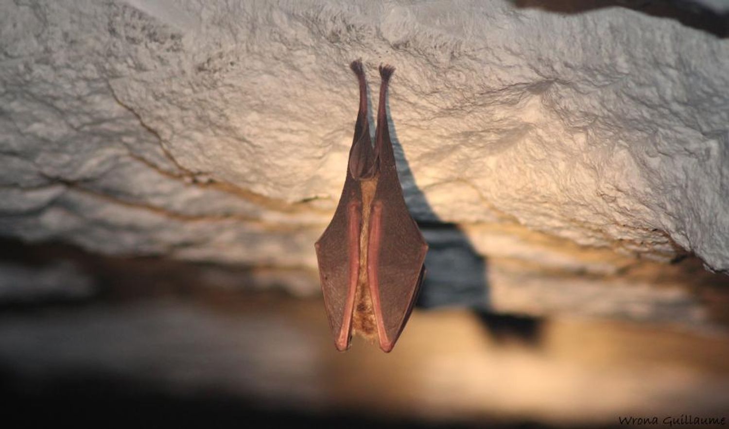 « le petit rhinolophe » est une petite chauve-souris qui hiberne dans les caves